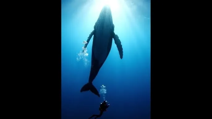 立川理慧 - 深蓝星球：探索海洋深处的未知世界